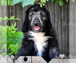 Puppy Gordy Sheepadoodle