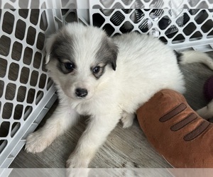 Great Pyrenees Puppy for sale in PETERSON, IA, USA