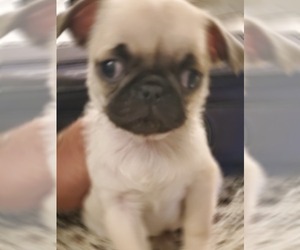 Pug Puppy for sale in PHELAN, CA, USA