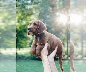 Labrador Retriever-Poodle (Toy) Mix Puppy for sale in STEVENS, PA, USA