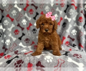 Goldendoodle (Miniature) Puppy for sale in LAKELAND, FL, USA