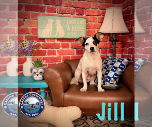 Jill - Female Taco Terrier Dog for Adoption - Photo #7