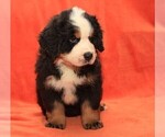 Small Photo #5 Bernese Mountain Dog Puppy For Sale in Hatvan, Heves, Hungary