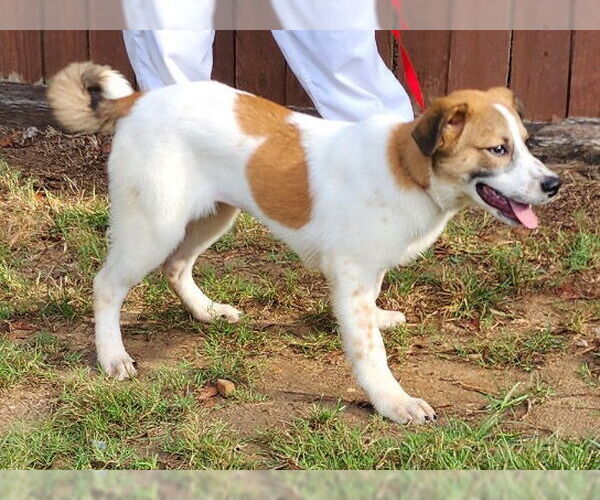 Medium Photo #1 Sheprador Puppy For Sale in Wetumpka, AL, USA
