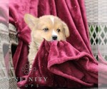 Small #3 Pembroke Welsh Corgi
