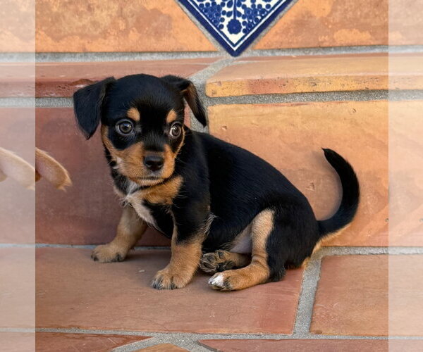 Medium Photo #5 Mutt Puppy For Sale in Lake Elsinore, CA, USA