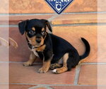 Small #4 Mutt
