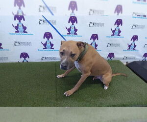 Labrador Retriever-Unknown Mix Dogs for adoption in Orlando, FL, USA