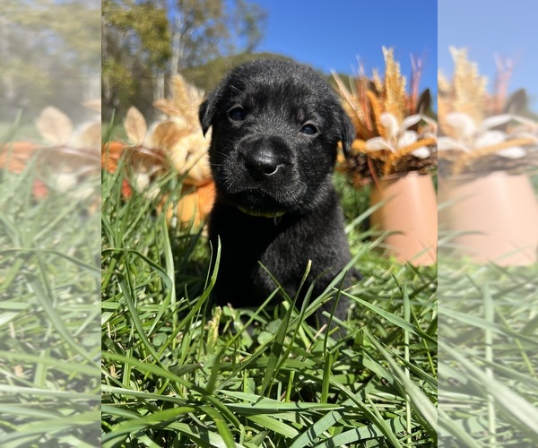 Medium Photo #4 Labrador Retriever Puppy For Sale in NEOLA, WV, USA