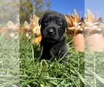 Small #3 Labrador Retriever
