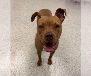 American Pit Bull Terrier Dogs for adoption in Brighton, CO, USA