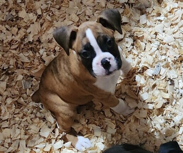 Medium Photo #14 Boxer Puppy For Sale in STAFFORD SPRINGS, CT, USA
