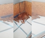 Small #7 Golden Retriever