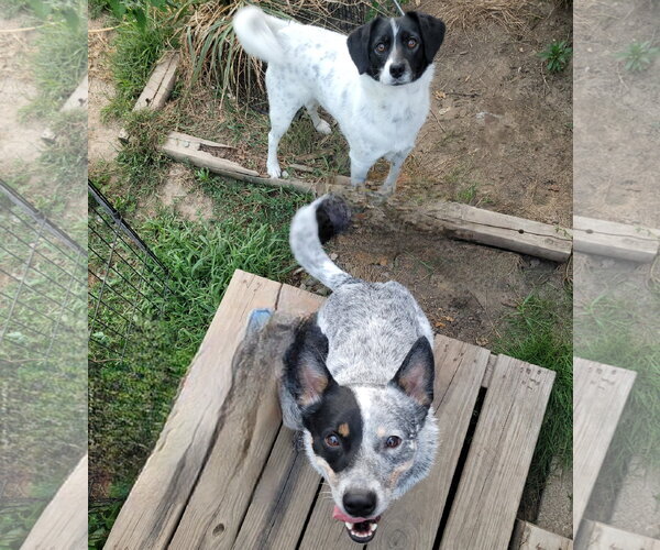Medium Photo #4 Mutt Puppy For Sale in FAIRLAWN, OH, USA