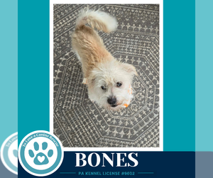 Bones 091926 - Male Mutt Dog for Adoption - Photo #3