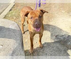 Labrador Retriever-Unknown Mix Dogs for adoption in Martinez, CA, USA