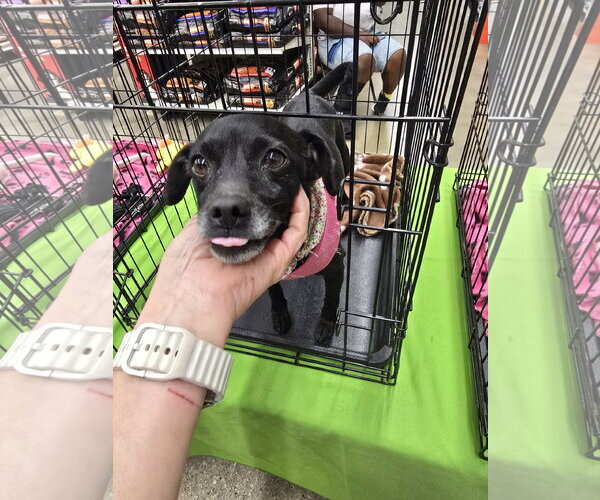 Medium Photo #2 Chihuahua-Unknown Mix Puppy For Sale in Missouri City, TX, USA