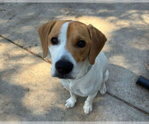 Beagle-Unknown Mix Dogs for adoption in Martinez, CA, USA