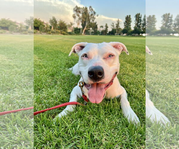 Medium Photo #1 American Pit Bull Terrier-American Staffordshire Terrier Mix Puppy For Sale in Mission Viejo, CA, USA