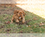 Small Photo #7 Cocker Spaniel Puppy For Sale in NAPPANEE, IN, USA