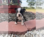 Small #4 Boston Terrier