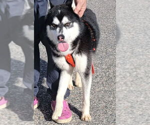 Fargo - Male Alusky Dog for Adoption - Photo #8