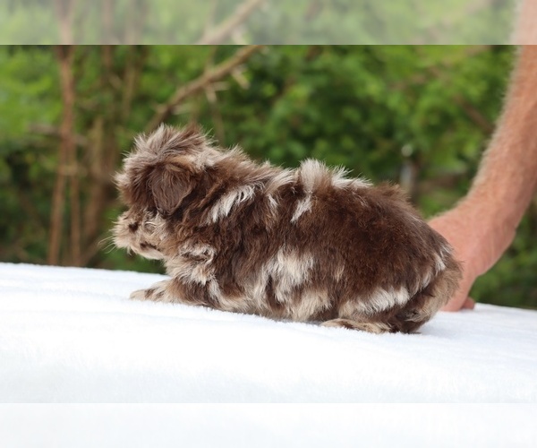 Medium Photo #9 ShihPoo Puppy For Sale in DYERSBURG, TN, USA