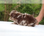 Small #8 ShihPoo