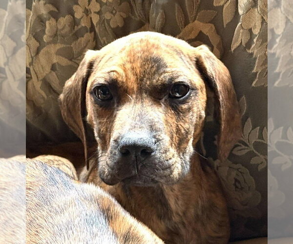 Medium Photo #4 Boxador Puppy For Sale in New York, NY, USA