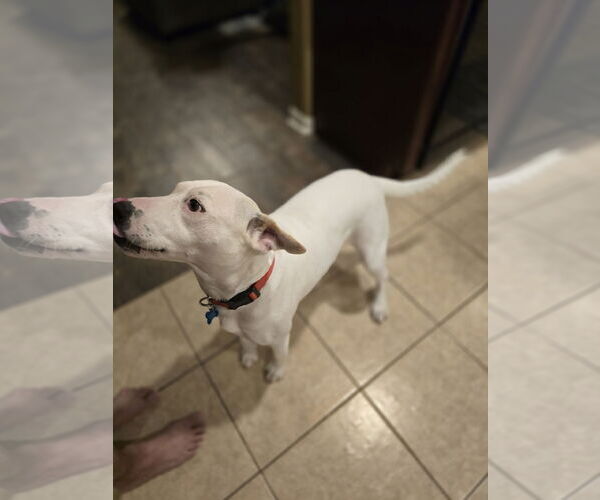 Medium Photo #20 Labrador Retriever Puppy For Sale in Rosenberg, TX, USA