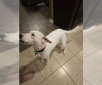 Small #19 Labrador Retriever