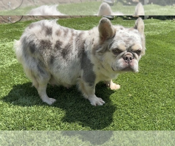 Medium Photo #1 French Bulldog Puppy For Sale in SOUTH GATE, CA, USA