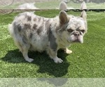 Small Photo #1 French Bulldog Puppy For Sale in SOUTH GATE, CA, USA