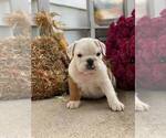 Small Photo #5 English Bulldog Puppy For Sale in NAPPANEE, IN, USA