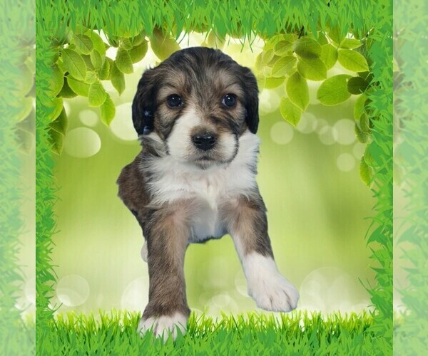 Medium Photo #3 Bernedoodle (Miniature) Puppy For Sale in BLACK FOREST, CO, USA