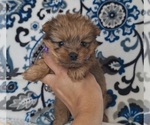 Small #1 Yoranian