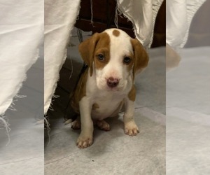 Coonhound-Unknown Mix Dogs for adoption in Des Moines, IA, USA
