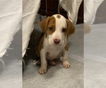 Small Coonhound Mix