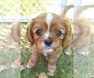 Cavalier King Charles Spaniel Puppy for sale in BUCKS BAR, CA, USA