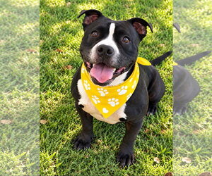 Jimi - Male Mutt Dog for Adoption - Photo #2