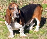 Small #1 Basset Hound