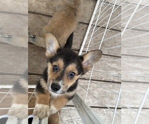 Pembroke Welsh Corgi Puppy for sale in OAKLEY, CA, USA