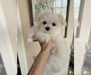 Maltese Puppy for sale in LANCASTER, PA, USA