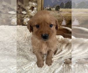Golden Retriever Puppy for sale in FORDLAND, MO, USA