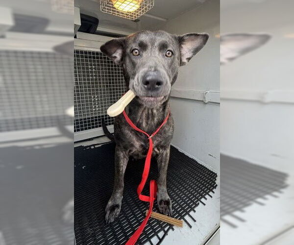 Medium Photo #1 American Pit Bull Terrier-Unknown Mix Puppy For Sale in San Bernardino, CA, USA