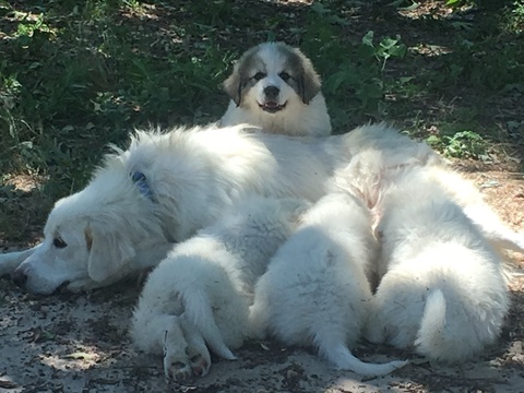 Medium Photo #1 Great Pyrenees Puppy For Sale in MURCHISON, TX, USA