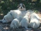 Small Photo #1 Great Pyrenees Puppy For Sale in MURCHISON, TX, USA