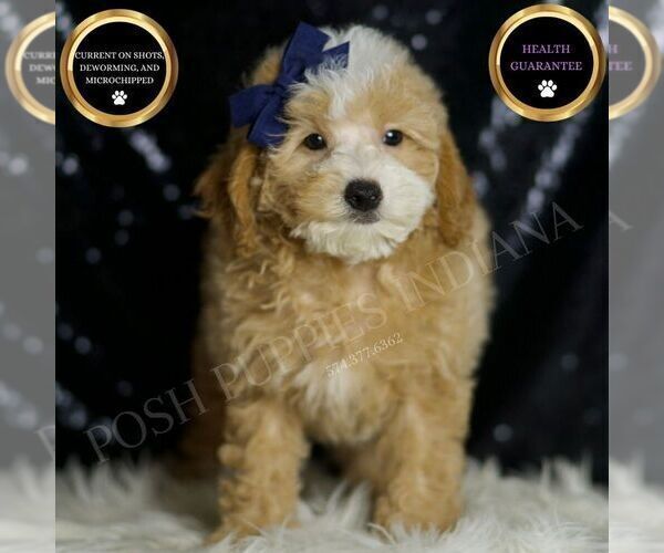 Medium Photo #1 Poodle (Toy) Puppy For Sale in WARSAW, IN, USA