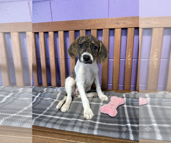 Medium Photo #3 Mutt Puppy For Sale in Genesee, WI, USA