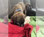Small #10 Boxer